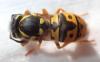 Vespula germanica